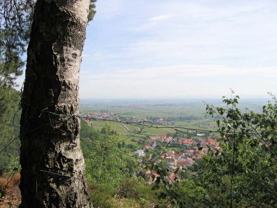 Weinbiet Wanderung 17052009 004